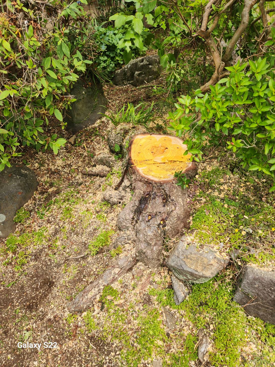 諫早市　庭木　伐採 - After