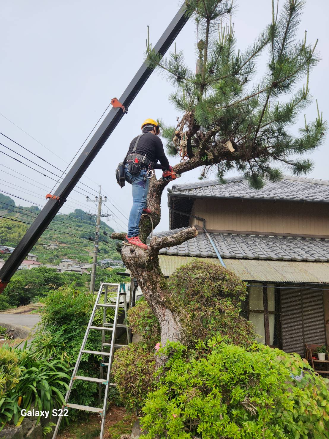 諫早市　庭木　伐採 - Before