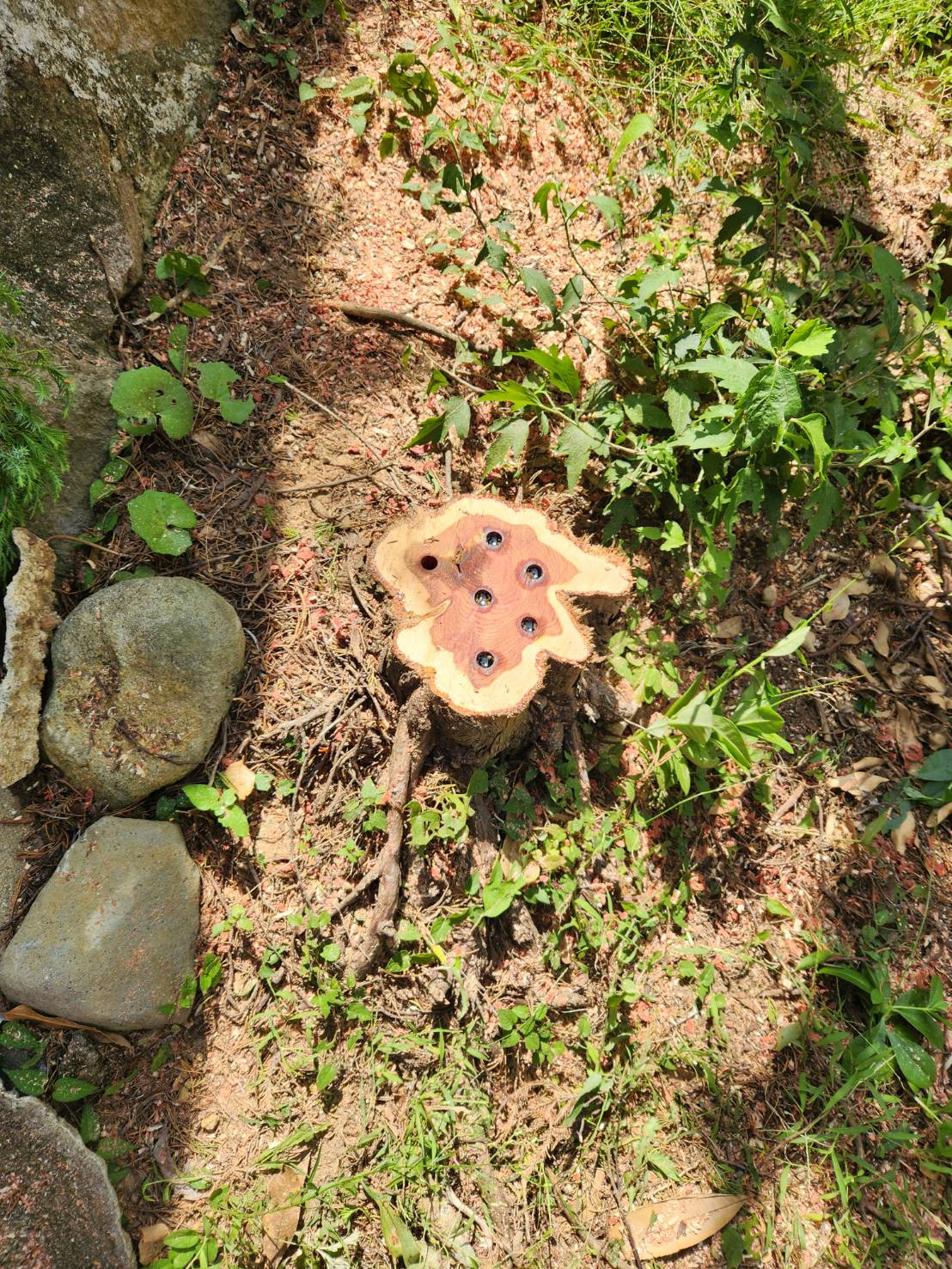 長崎市　運び出し　庭木　伐採 - After