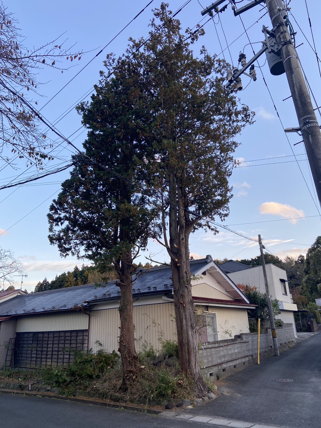 長崎市　大木伐採 - Before