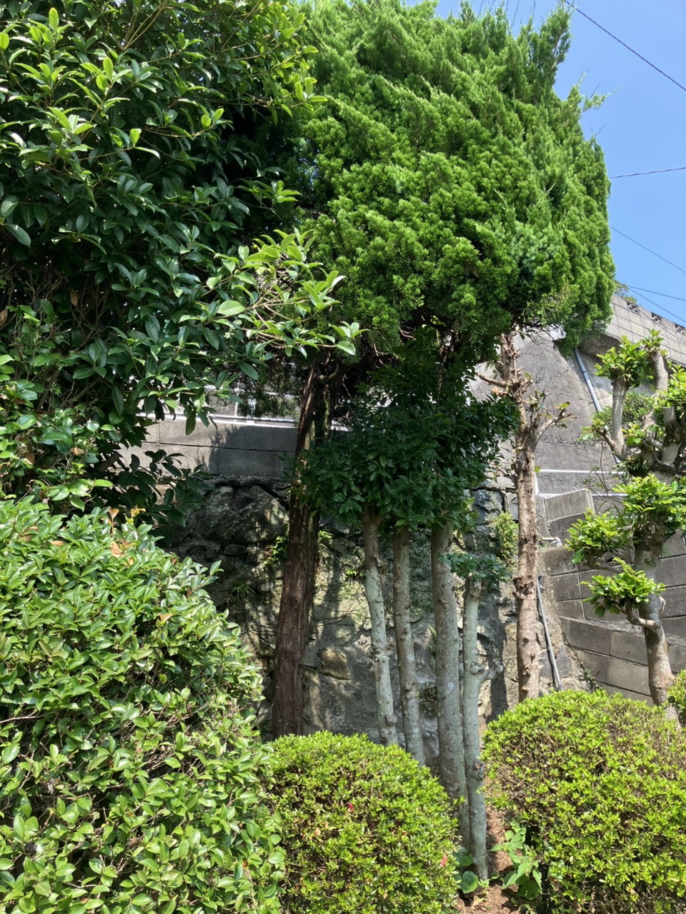 長崎市　運び出し　庭木　伐採 - Before