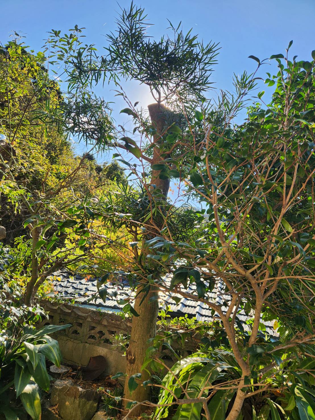 長崎市　庭木　剪定 - After