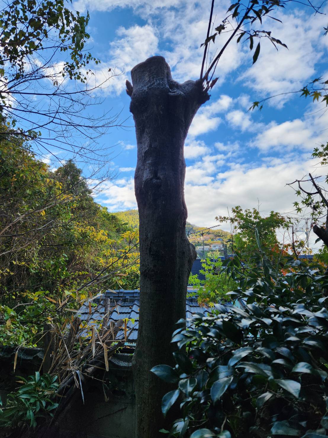 長崎市　庭木　伐採　剪定 - After