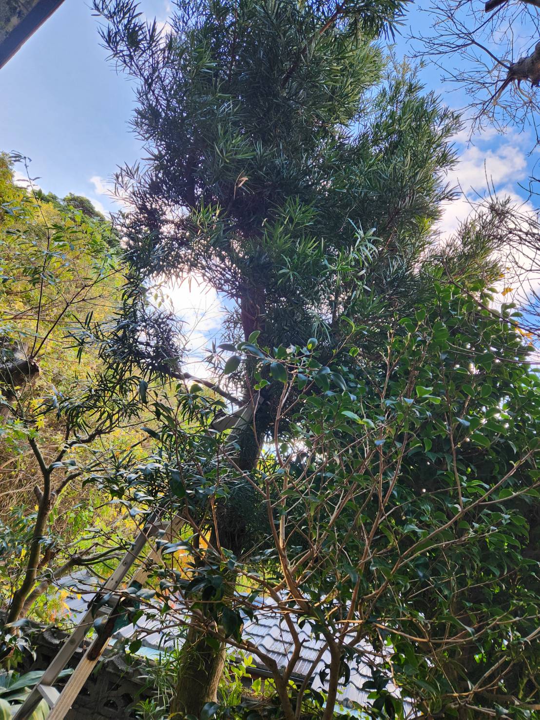 長崎市　庭木　剪定 - Before