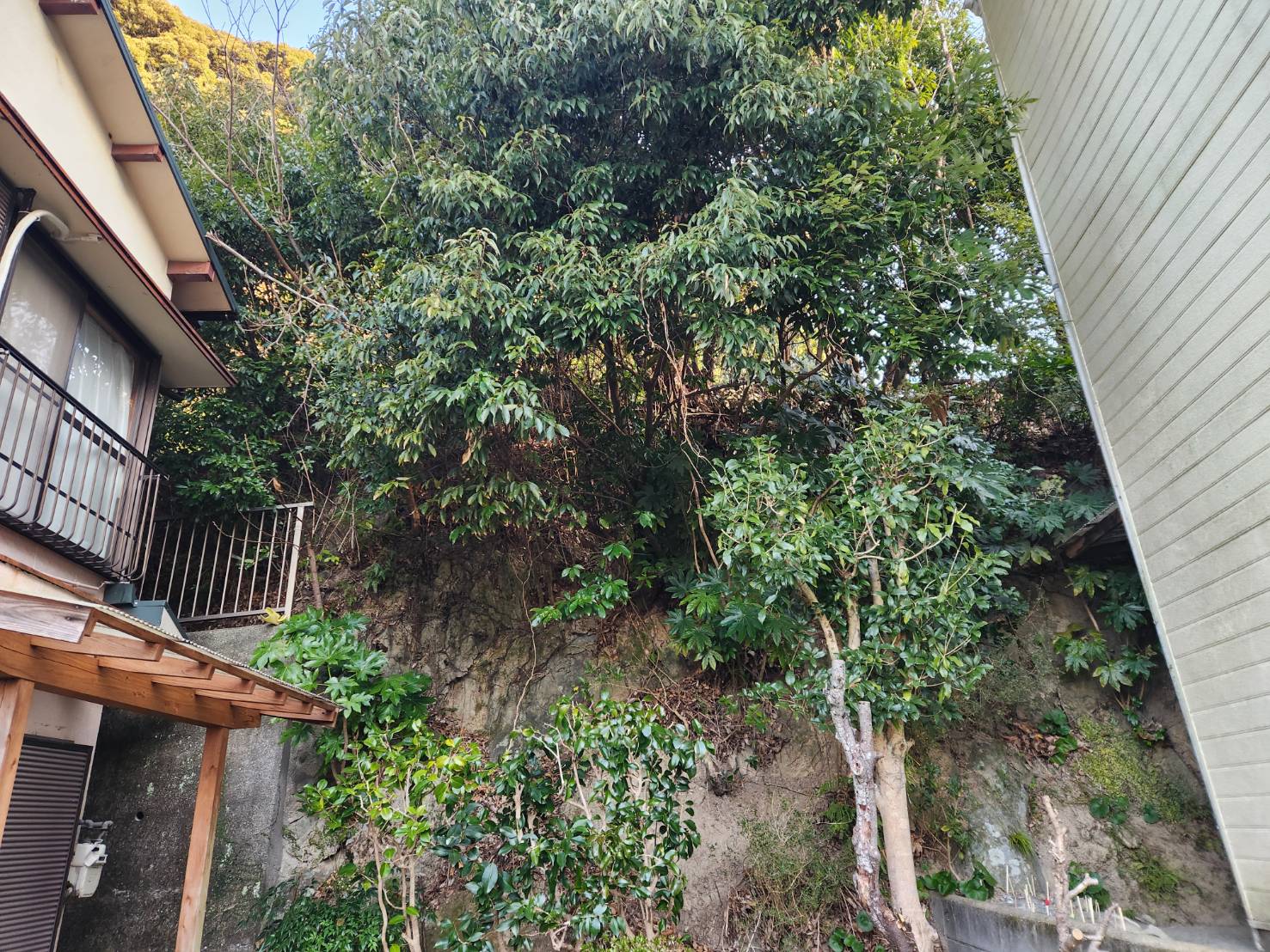 長崎市　雑木伐採　斜面地 - Before