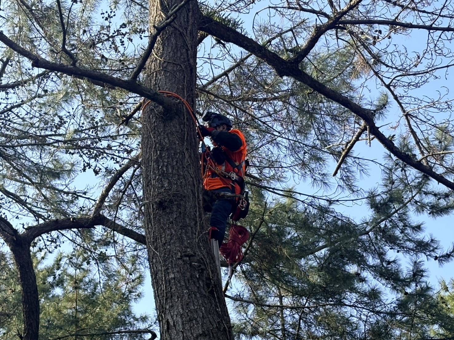 南島原市　松の木　伐採 - Before