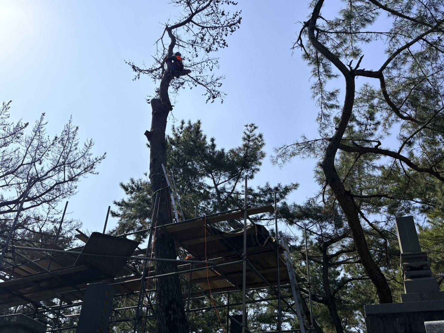 南島原市　松の木　伐採  　続き2 - After