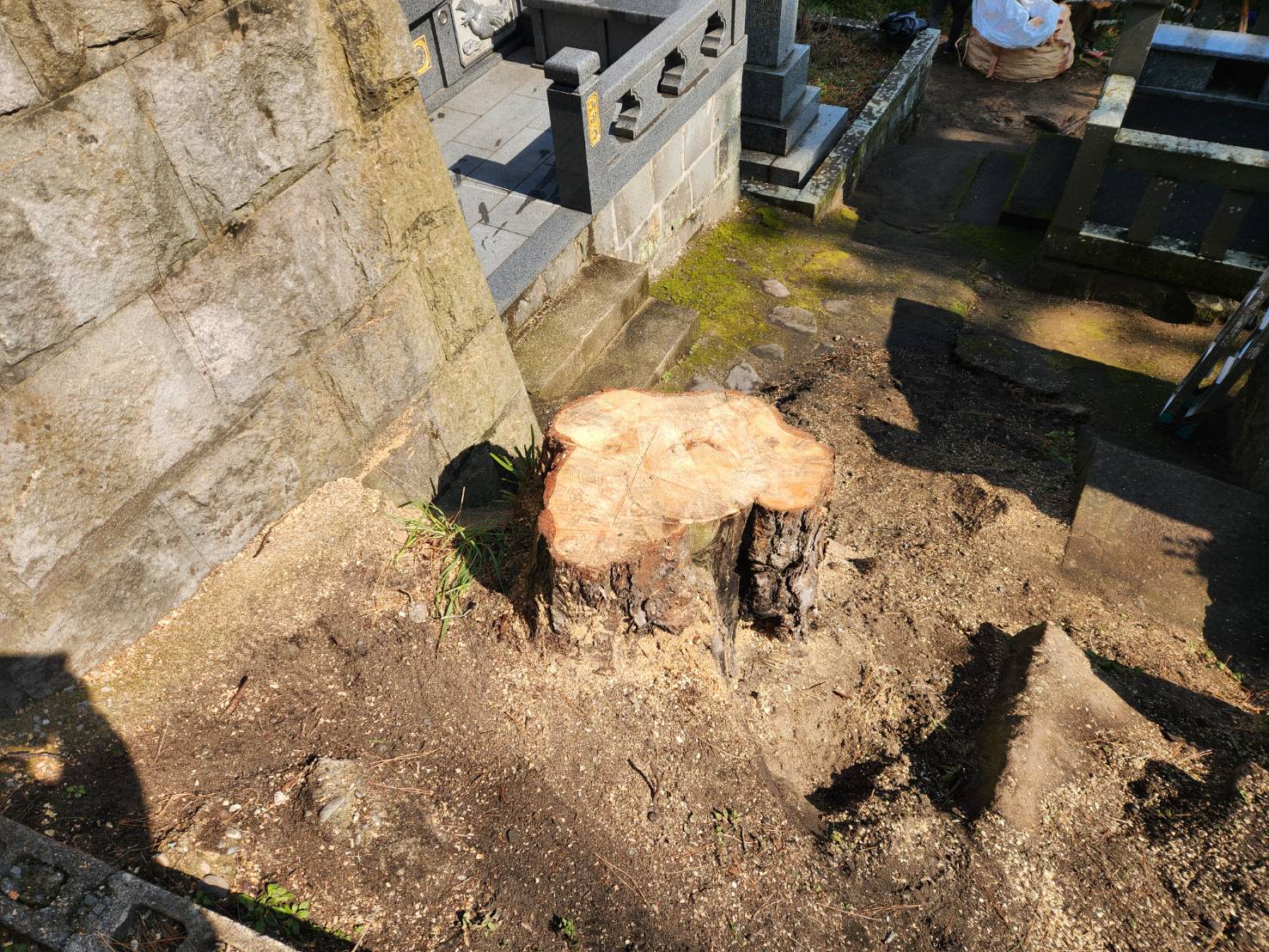 南島原市　松の木　伐採  　続き3 - After