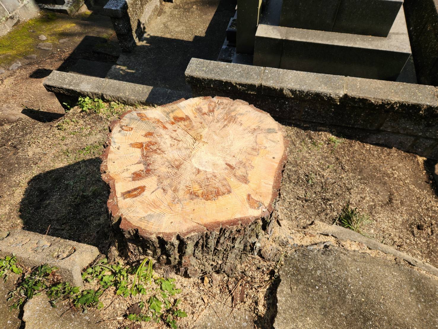 南島原市　松の木　伐採 - After