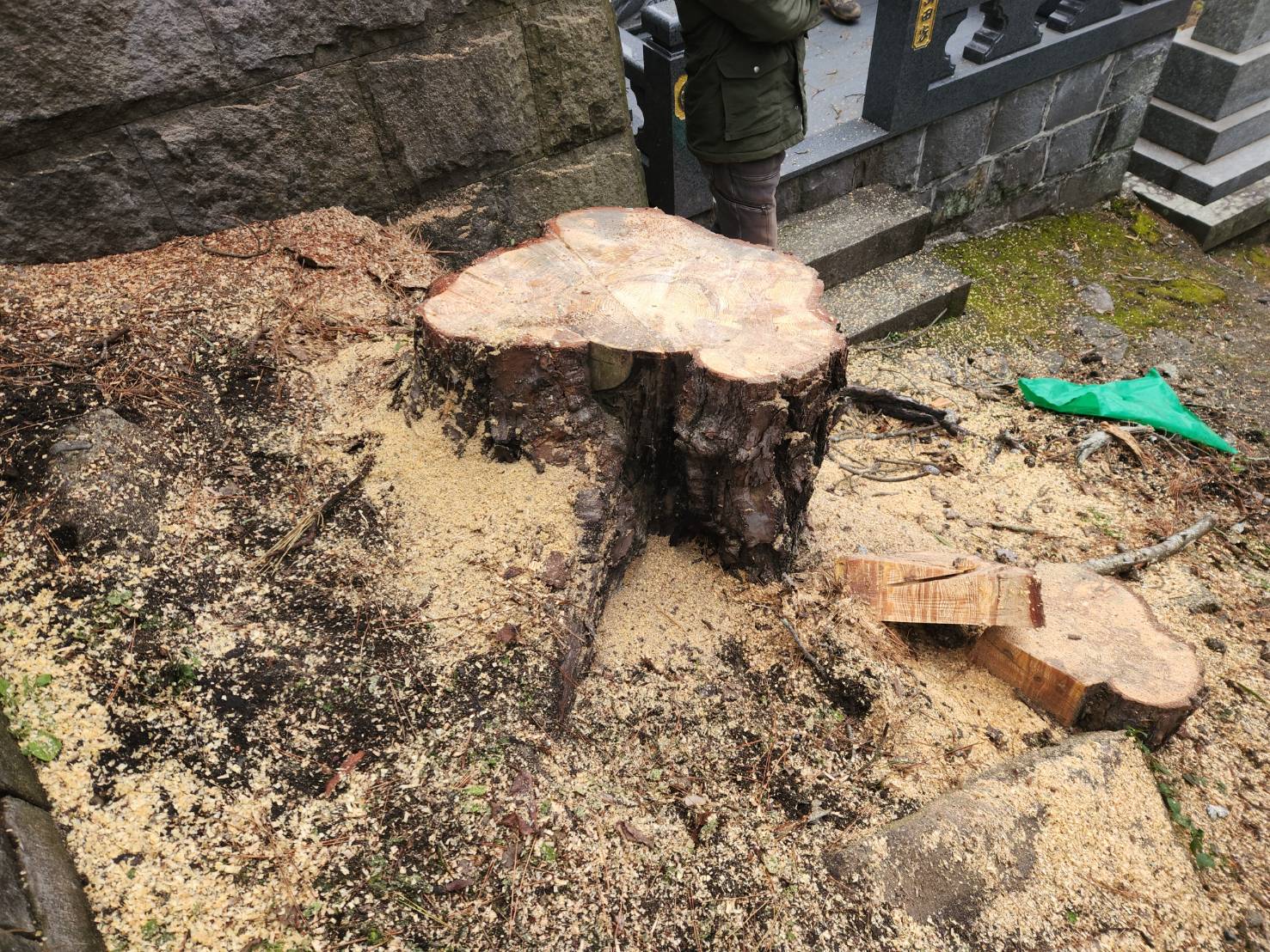 南島原市　松の木　伐採  　続き3 - Before