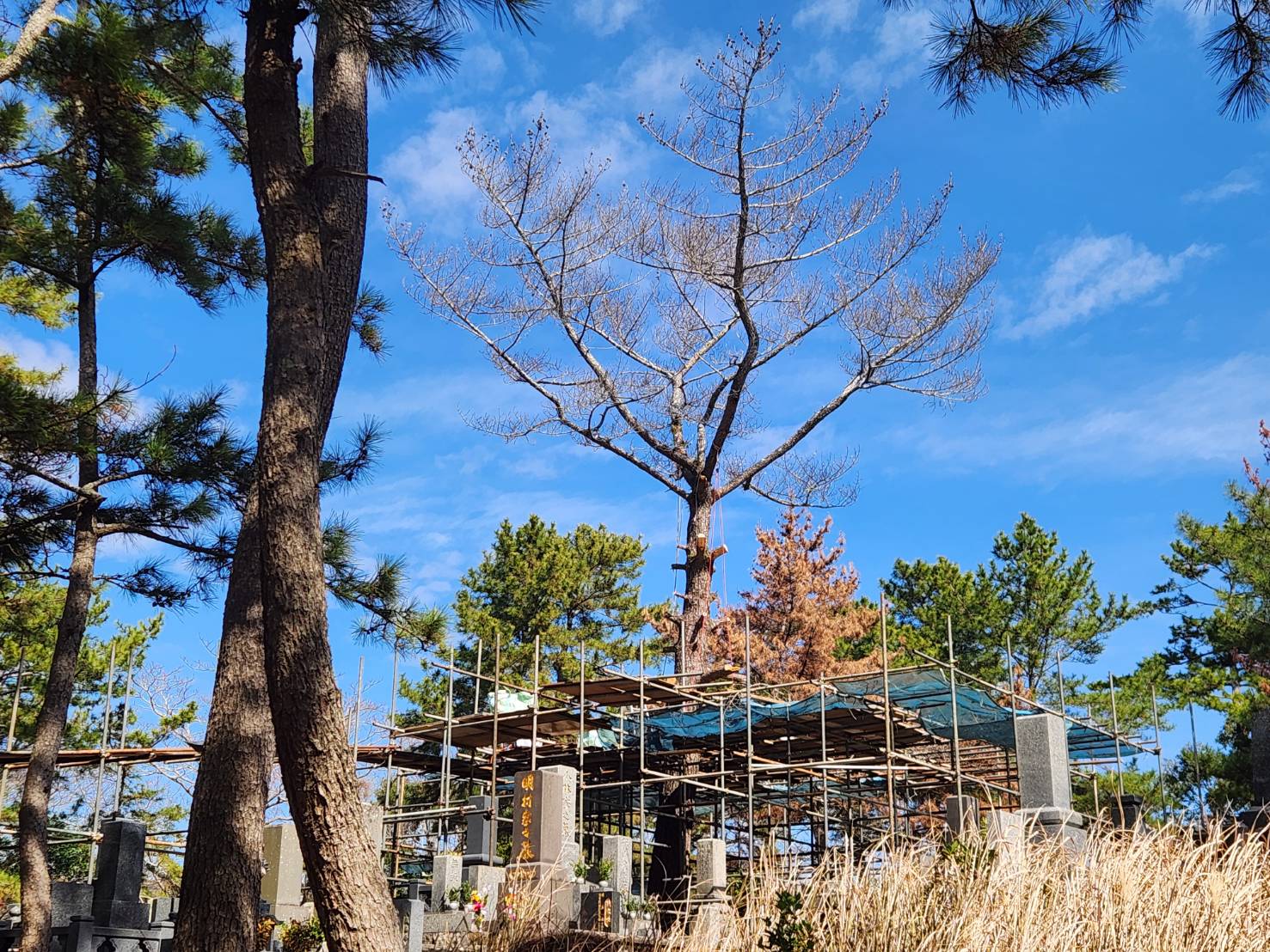 南島原市　松の木　伐採 - Before