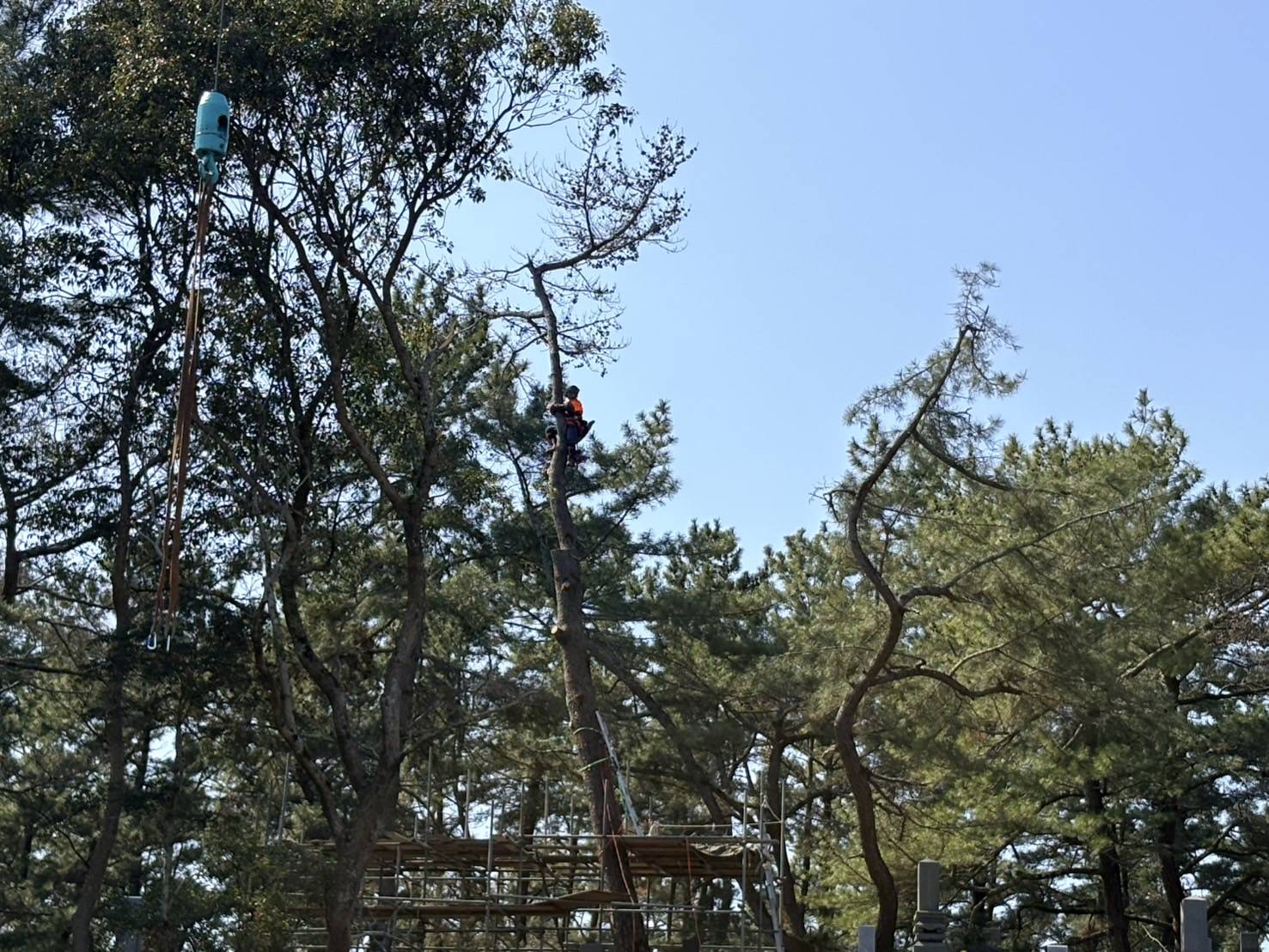 南島原市　松の木　伐採 - After