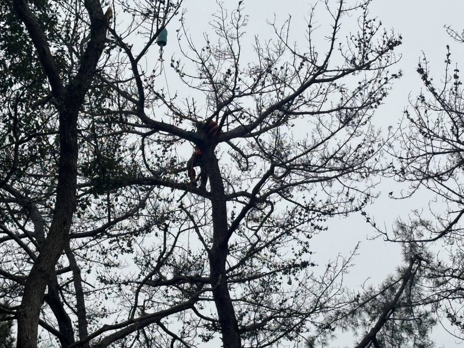 南島原市　松の木　伐採  　続き2 - Before